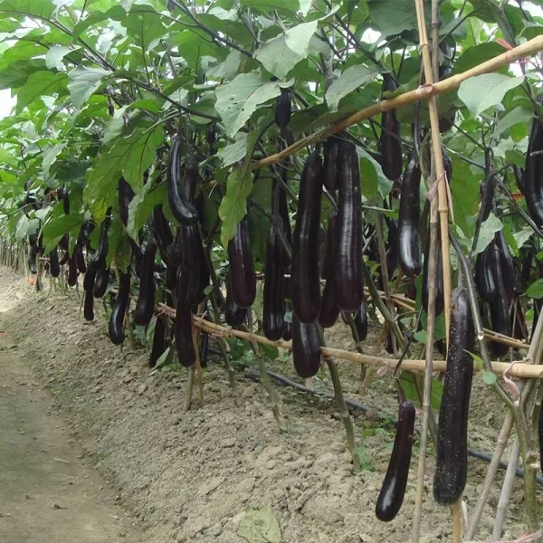 图片10.jpg 图片10.jpg