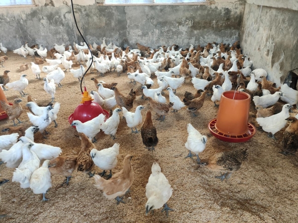 图片1.jpg 图片1.jpg